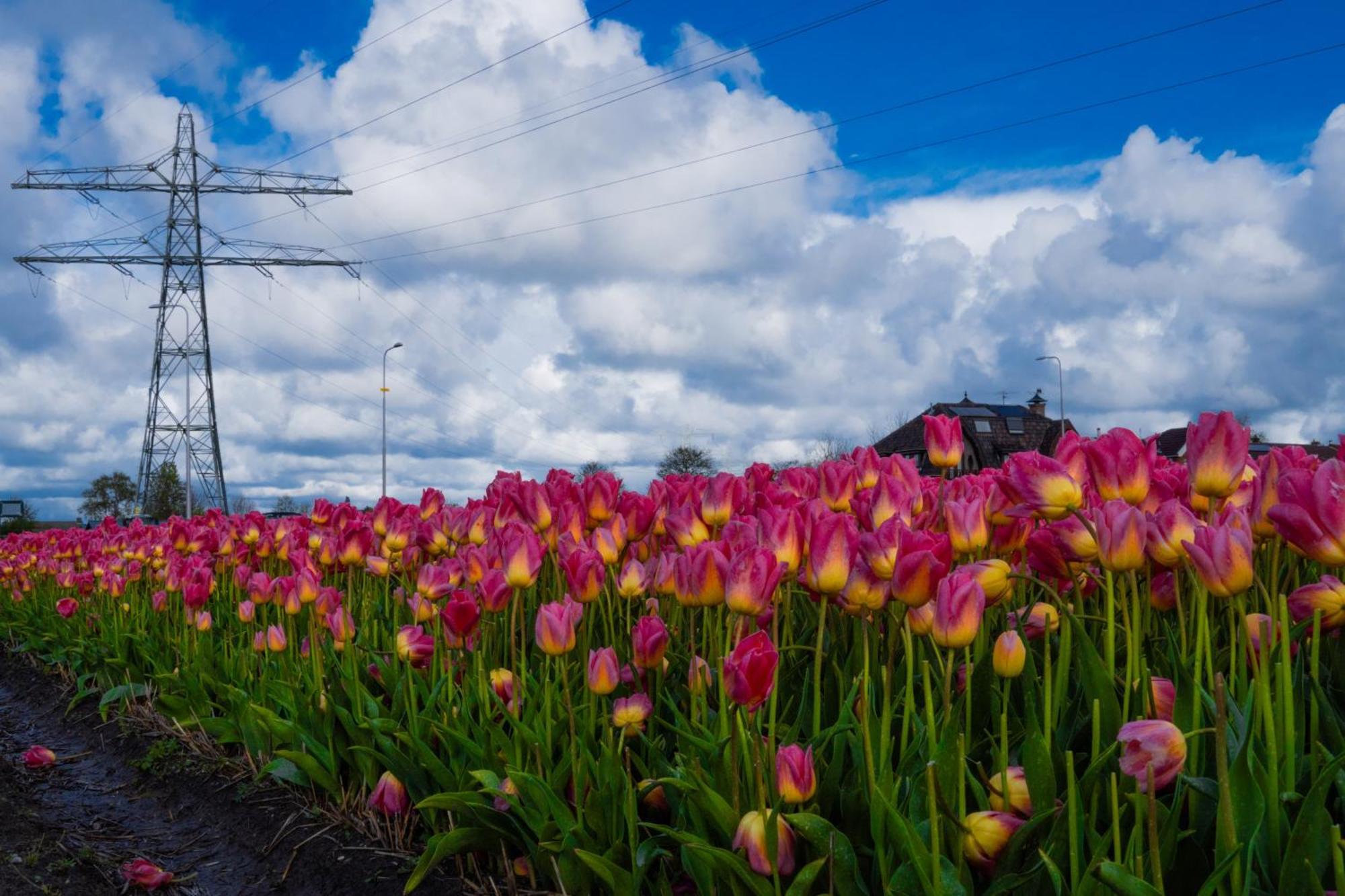 Glamping De Hof Van Eeden Warmond Bagian luar foto
